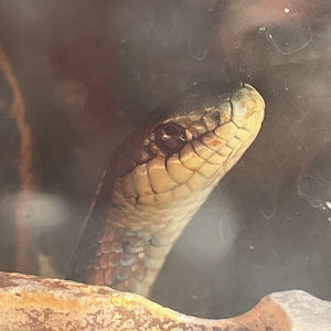 Meet your Posher, Matthew